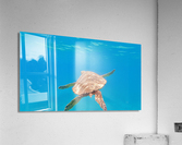 Pacific Honu Acrylic Print