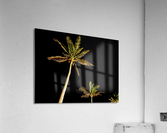 West Palms Acrylic Print