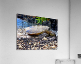 turtle Acrylic Print