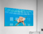 Pacific Honu Acrylic Print