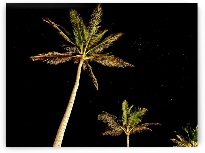West Palms by Meena Nieve