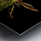 West Palms Metal print