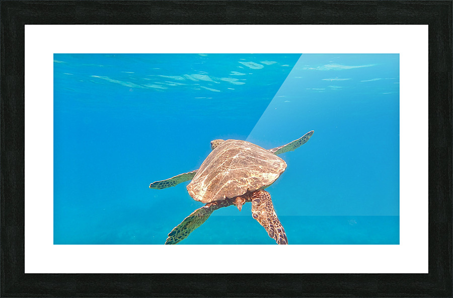 Pacific Honu Picture Frame print