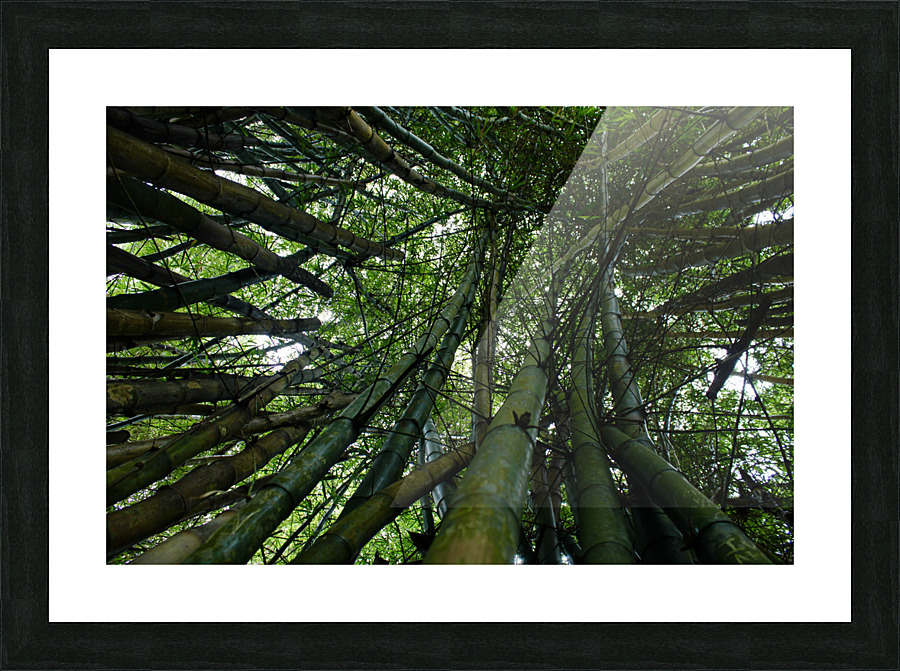 Bamboo Forest Picture Frame print