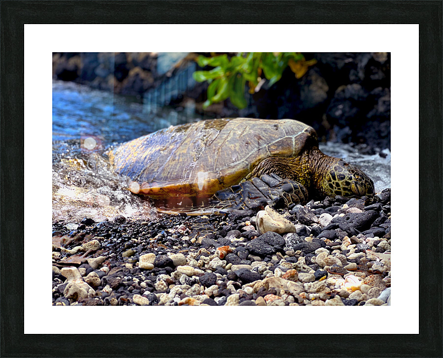 turtle Picture Frame print