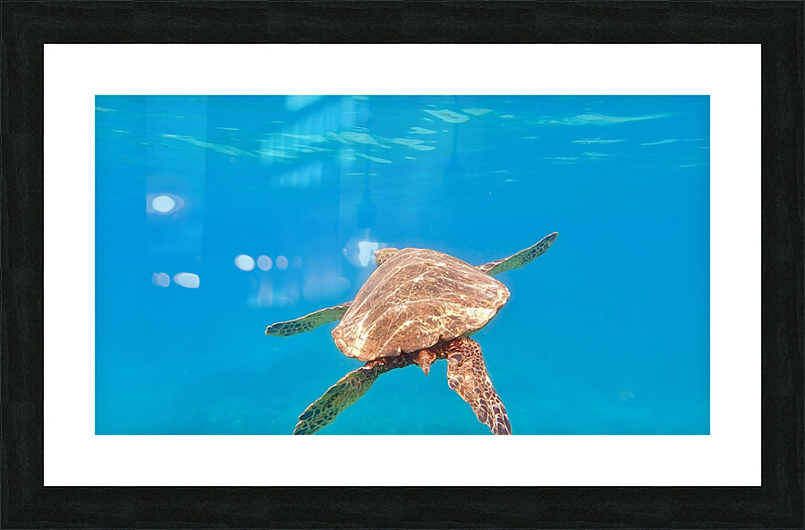 Pacific Honu Picture Frame print