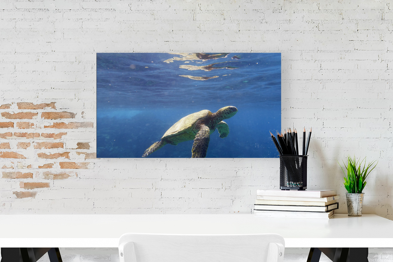 Sea Gems Reproduction