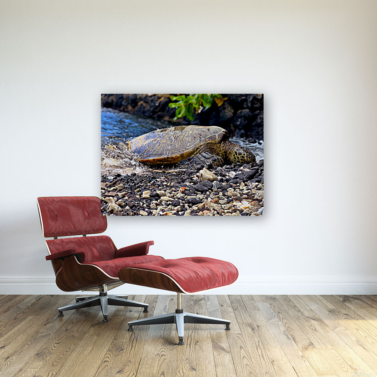turtle Reproduction