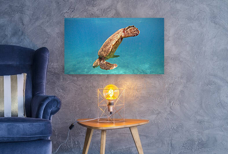 Hawaii Honu by Meena Nieve