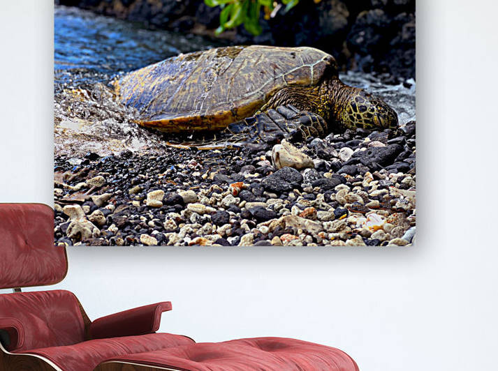 turtle Reproduction