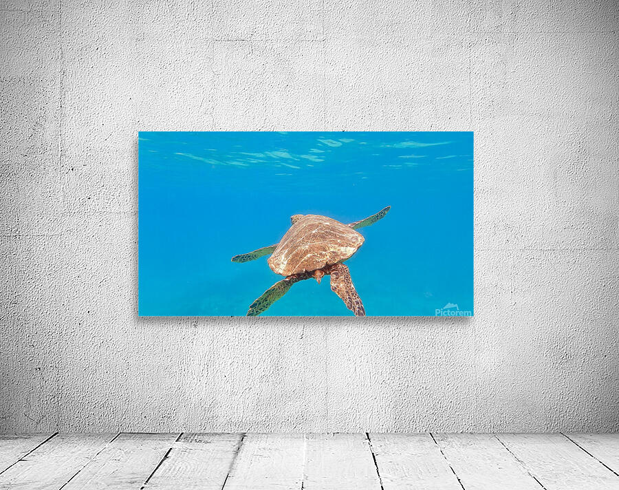 Pacific Honu Wall Preview