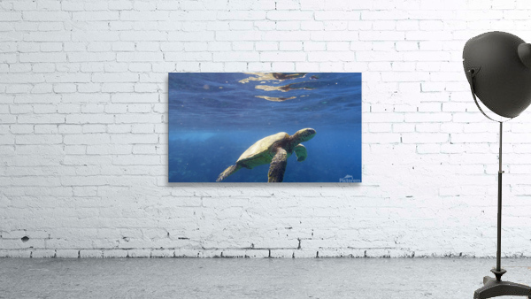 Sea Gems Wall Preview