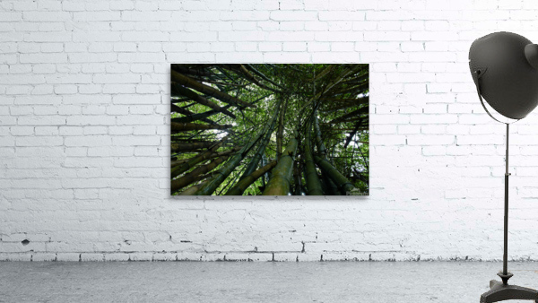 Bamboo Forest Wall Preview