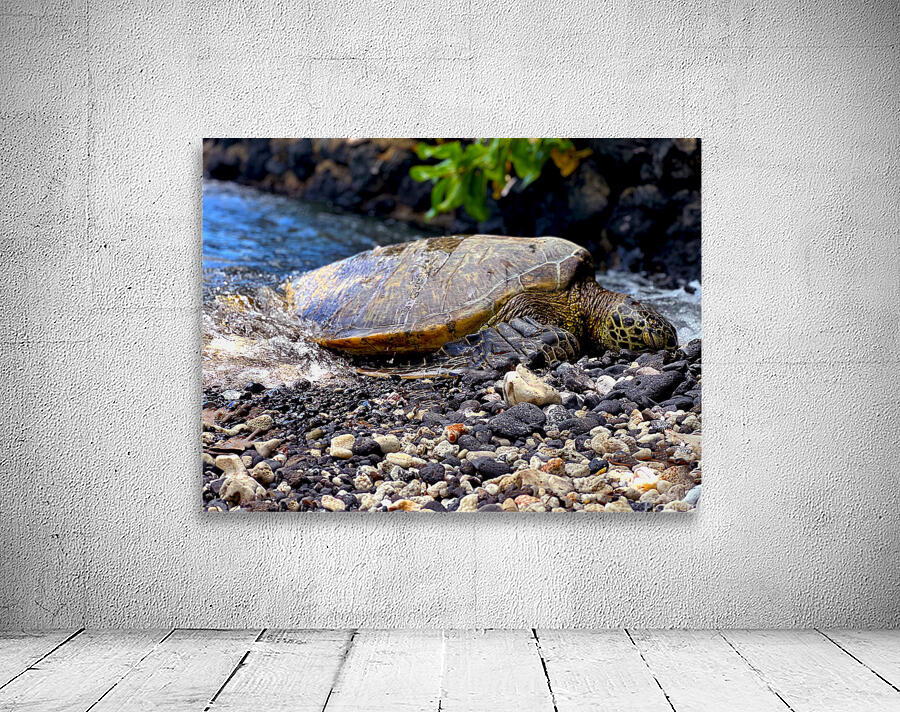 turtle Wall Preview