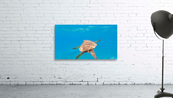 Pacific Honu Wall Preview