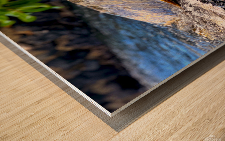 turtle Wood print