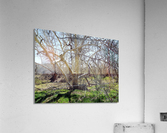 another narley old tree Acrylic Print