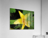 Yellow Flower-2 Acrylic Print