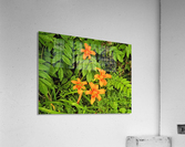 Oranger Lilly 5 Acrylic Print