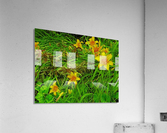 Yellow Flower-1 Acrylic Print