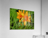 Oranger Lilly 2 Acrylic Print