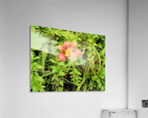 Oranger Lilly 4 Acrylic Print