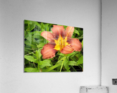 Oranger Lilly 3 Acrylic Print