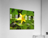 Yellow Flower Acrylic Print