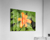 Orange Lilly 1 Acrylic Print