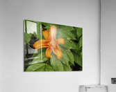 Orange Lilly Acrylic Print