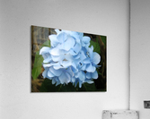 Hydrangea Acrylic Print