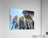 Blue Sky Acrylic Print