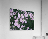 Flower Garden 2 Acrylic Print