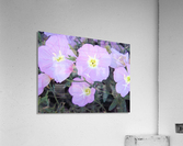 Flowers Acrylic Print