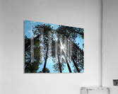 Look Up Acrylic Print
