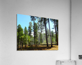 From A Differet Place Acrylic Print