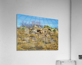 Rock n Cactus Acrylic Print