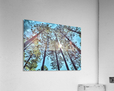 Tree Tops Acrylic Print