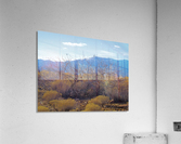 Weeds Acrylic Print