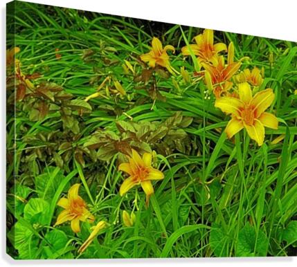 Yellow Flower-1 Canvas Print