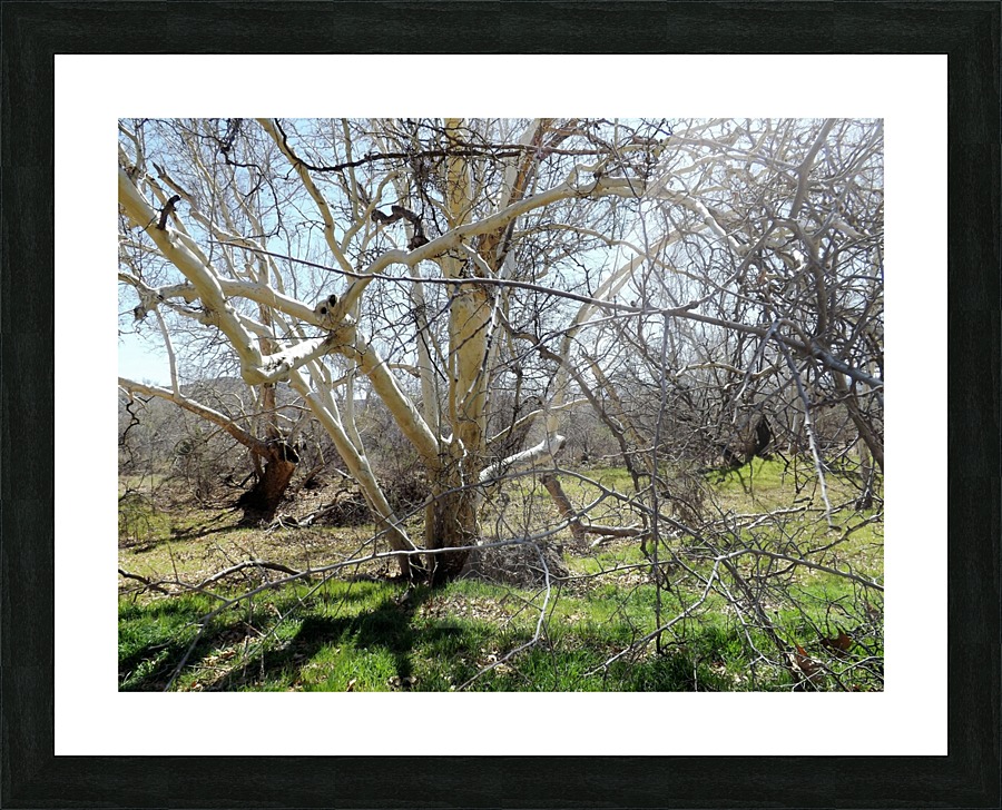 another narley old tree Picture Frame print