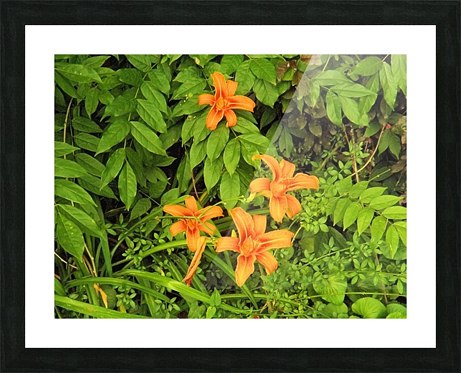 Oranger Lilly 5 Picture Frame print