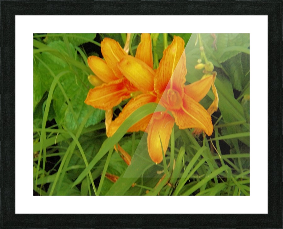 Oranger Lilly 2 Picture Frame print