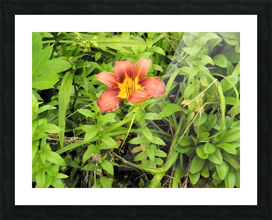 Oranger Lilly 4 Picture Frame print