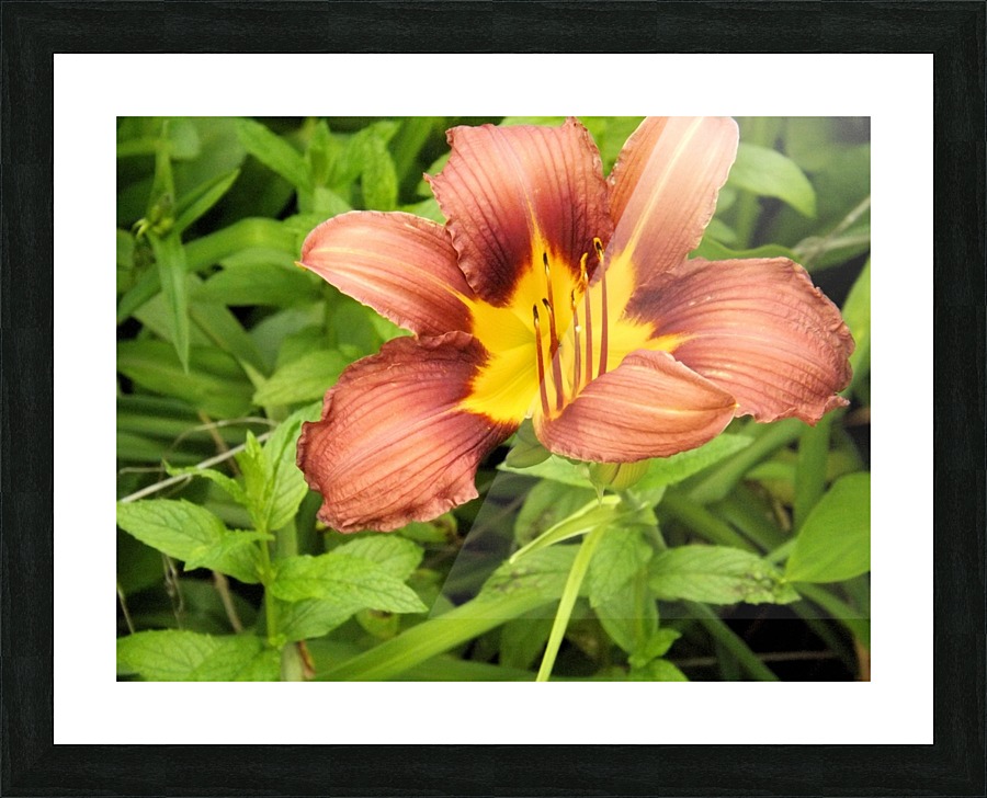 Oranger Lilly 3 Picture Frame print