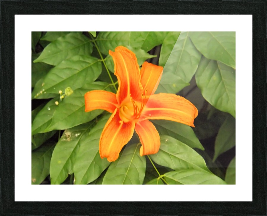 Orange Lilly 1 Picture Frame print