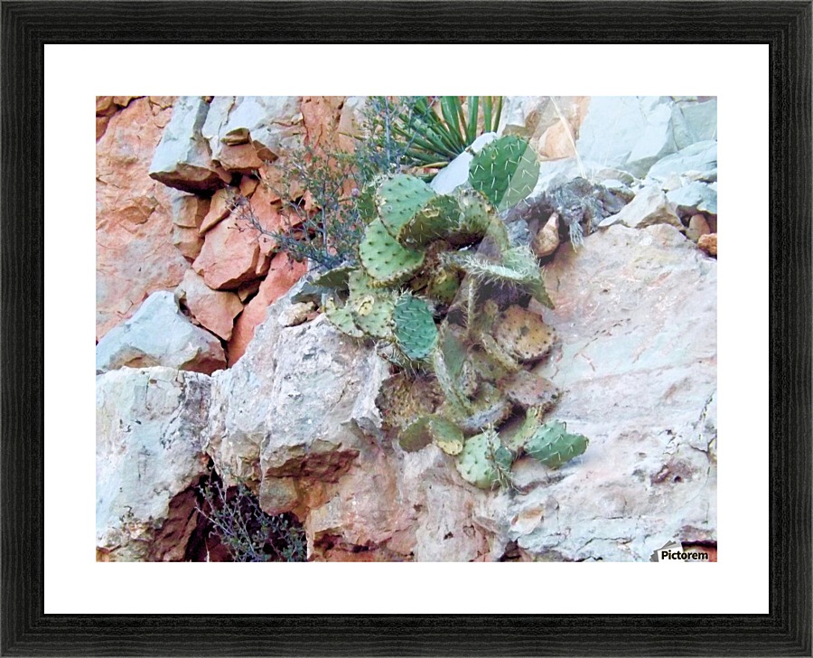 Cactus Picture Frame print