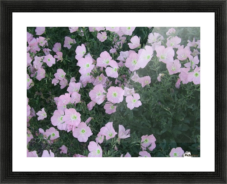 Flower Garden 2 Picture Frame print