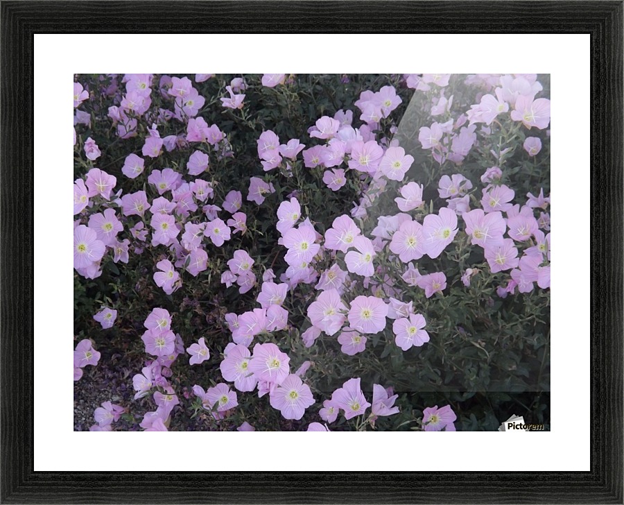 Flower Garden Picture Frame print