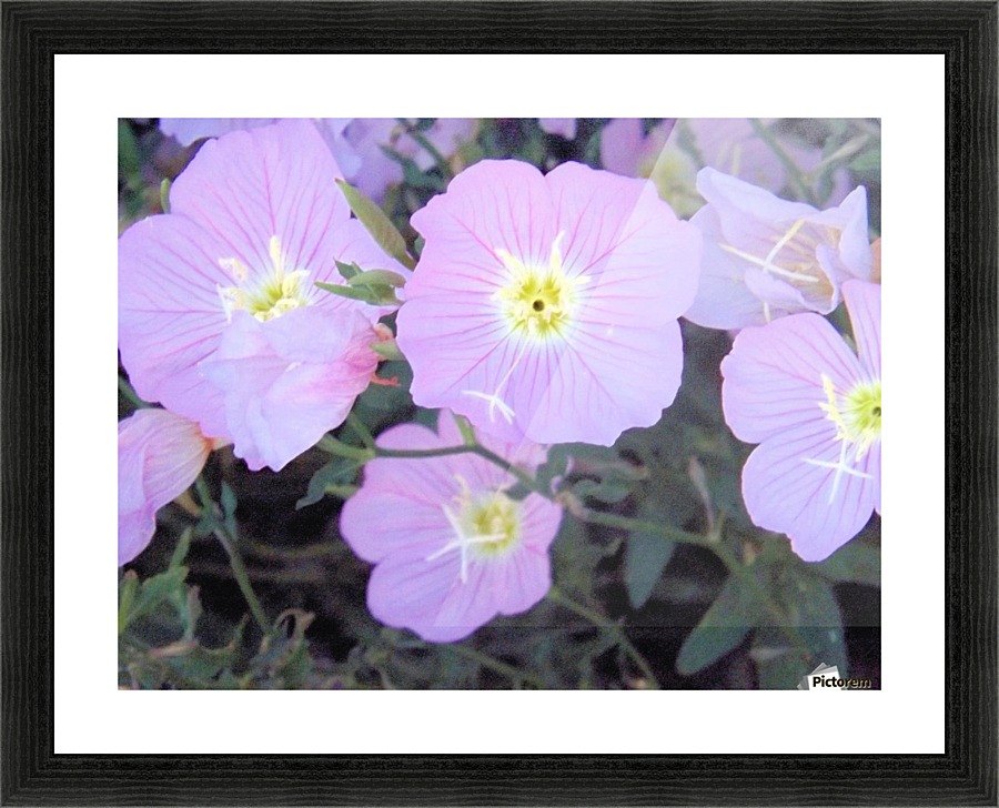 Flowers Picture Frame print